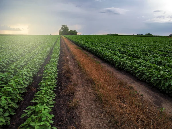 Câmpul Soia Plantele Soia Lumina Dimineții Culturile Soia Agricultura Cerul — Fotografie, imagine de stoc