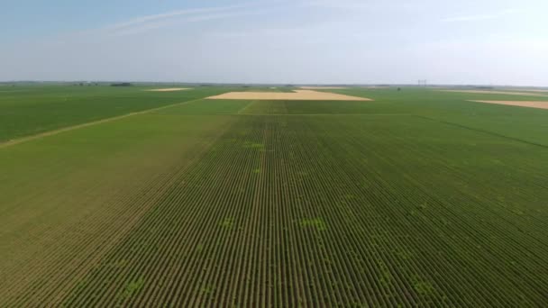 Vuelo Aéreo Sobre Campos Verdes Exuberantes Plantas Soja Mañana Soleada — Vídeo de stock