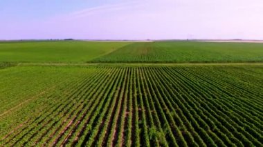 Güneşli bir sabahta, yeşil ve yemyeşil Soya bitkilerinin tarımsal alanları üzerinde hava uçuşları. Voyvodina, Sırbistan, Avrupa.