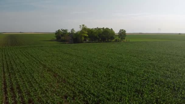 晴れた日の朝 大豆植物の緑と緑豊かな農業分野での航空便 ヴォイヴォディナ セルビア ヨーロッパ — ストック動画