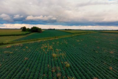 Bulutlu bir sabahta, yeşil ve yemyeşil Soya bitkilerinin tarımsal alanları üzerindeki hava uçuşları. Voyvodina, Sırbistan, Avrupa