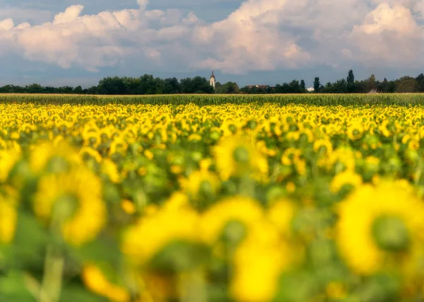 Gele Weelderige Landbouwvelden Van Zonnebloemen Zonnige Ochtend Vojvodina Servië Europa — Stockfoto