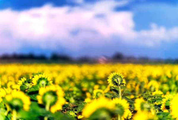 Gele Weelderige Landbouwvelden Van Zonnebloemen Zonnige Ochtend Vojvodina Servië Europa — Stockfoto