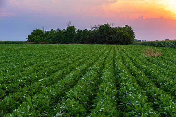 Gröna Och Frodiga Åkrar Soja Och Majs Solig Morgon Vojvodina Stockbild