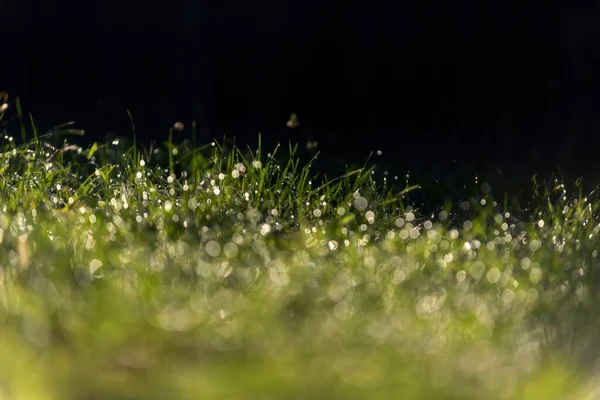 Fresh Green Grass Dew Drops Morning Sunny Lights Beautiful Nature — Stock Photo, Image