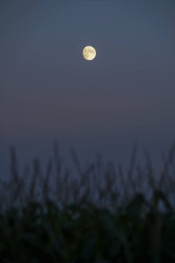 Voyvodina, Sırbistan ve Avrupa 'nın güney Backa bölgesindeki tarlalarda ve tarlalarda alacakaranlıkta aptal ay.