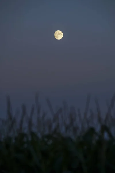 田舎の畑やヨーロッパのセルビア ヴォイヴォディナの南バカ地区の農地で夕暮れの愚か月 — ストック写真