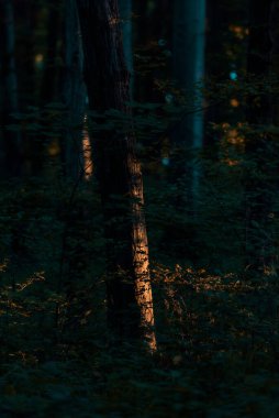 Yeşil orman, sabah güneşi ışığı. Doğa detayları, orman geçmişi.. 