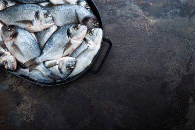 Balık. Taze çipura. Çiğ dorado balık