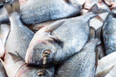 Balık. Taze çipura. Çiğ dorado balık