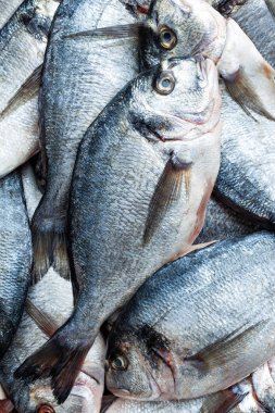 Balık. Taze çipura. Çiğ dorado balık