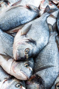 Balık. Taze çipura. Çiğ dorado balık