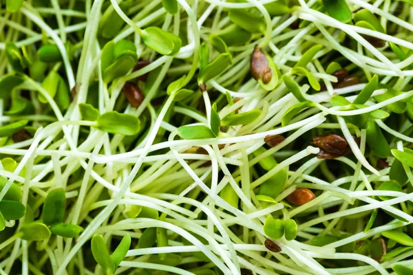 Healthy vegetarian bowl dish with fresh flaxseed sprouts. Plate with raw linseed sprouts salad. Healthy balanced eating. Superfood