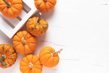 Beyaz ahşap arka plan üzerinde küçük dekoratif kabaklar. Sonbahar, sonbahar, şükran günü veya cadılar bayramı kavramı, düz yatıyordu, üst görünüm, kopyalama alanı