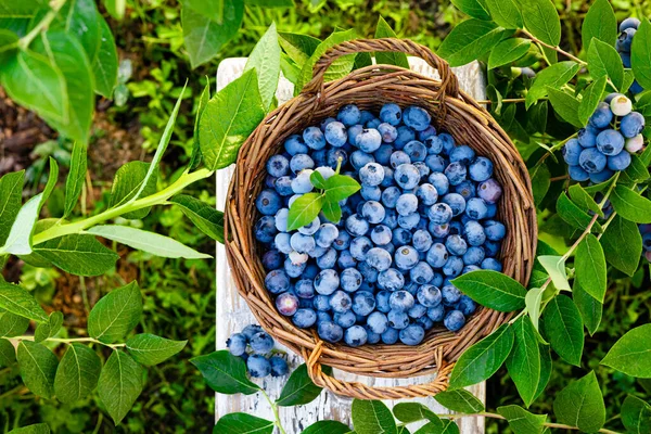 Blåbär Färska Bär Med Blad Korg Trädgård Skörd Blåbär — Stockfoto