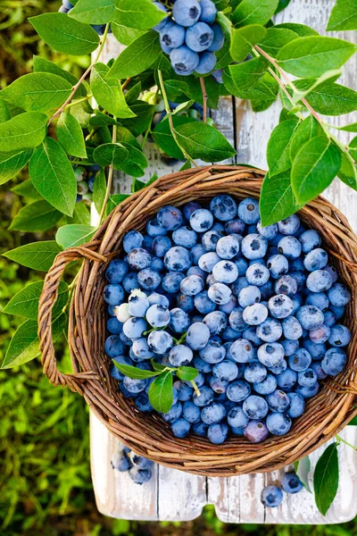 蓝莓花园里的新鲜浆果 篮子里有树叶 收获蓝莓 — 图库照片