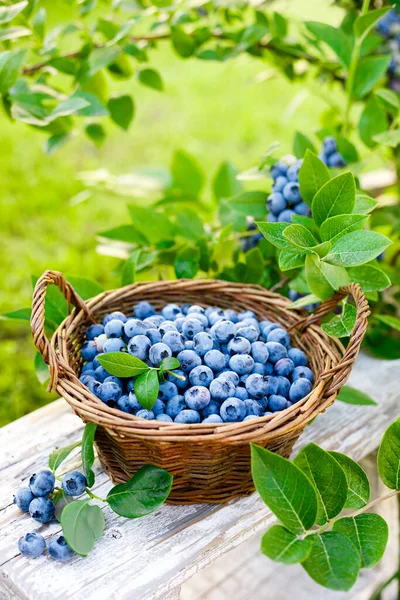 Blåbär Färska Bär Med Blad Korg Trädgård Skörd Blåbär — Stockfoto