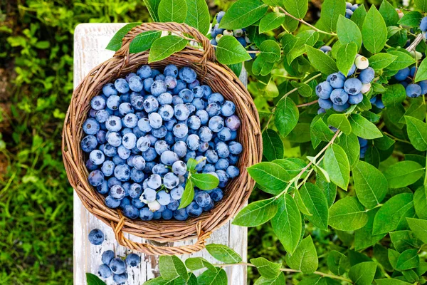 Bosbessen Verse Bessen Met Bladeren Tak Een Tuin Bosbessen Oogsten — Stockfoto