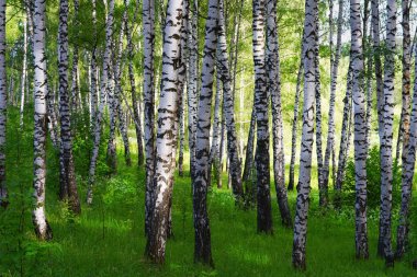 huş ağacı ormanı Sabah güneş ışığında                            