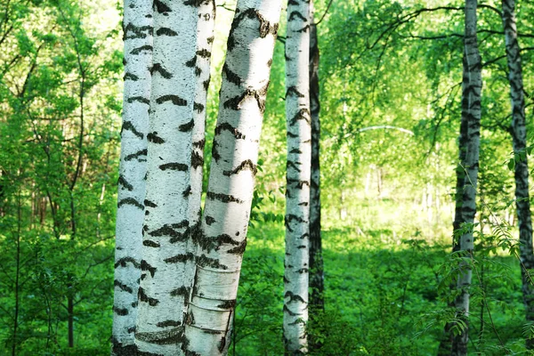 Nyírfa Erdő Napfényben Reggel — Stock Fotó