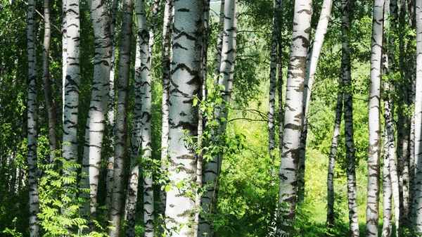 Berkenbos Zonlicht Ochtend — Stockfoto