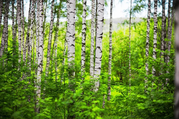 Huş Ağacı Ormanı Sabah Güneş Işığında — Stok fotoğraf