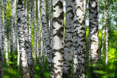         huş ağacı ormanı Sabah güneş ışığında                         