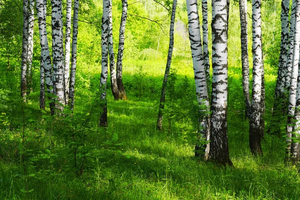 Birkenwald Sonnenlicht Morgen — Stockfoto