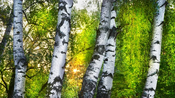 Floresta Bétula Luz Sol Pela Manhã — Fotografia de Stock