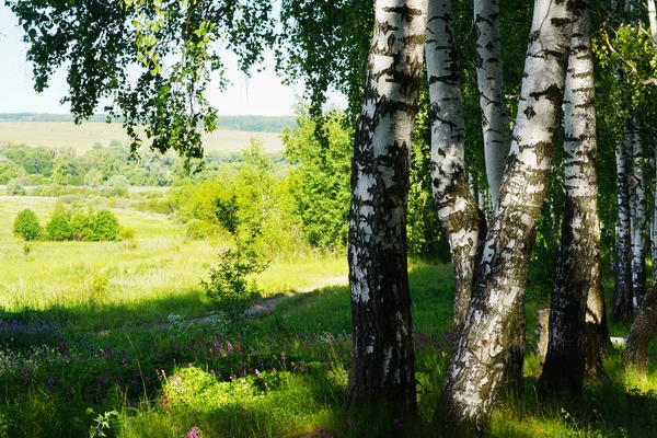       huş ağacı ormanı Sabah güneş ışığında                                        