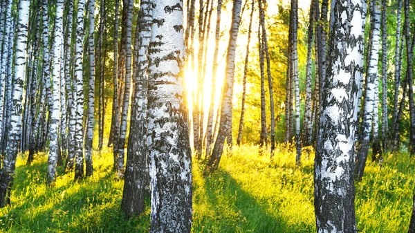 Floresta Bétula Luz Sol Pela Manhã — Fotografia de Stock