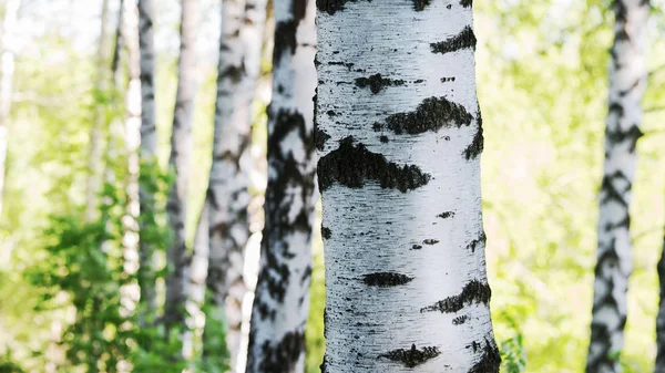 Břízový Les Slunečním Svitu Ráno — Stock fotografie