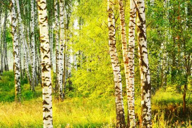   huş ağacı ormanı Sabah güneş ışığında    
