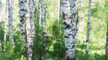  huş ağacı ormanı Sabah güneş ışığında   