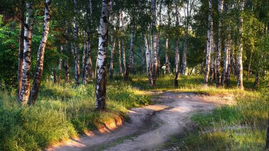 Huş ormanının yol sabahları güneş ışığı                              