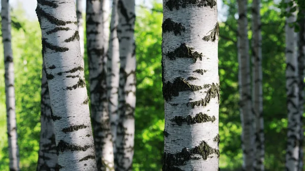 Björkskog Solljus Morgonen — Stockfoto