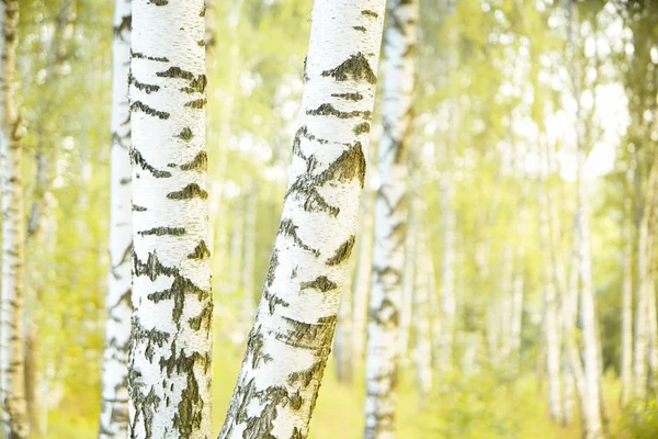 Björkdungen Solig Sommardag — Stockfoto