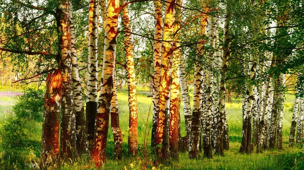 Piękne Lato Wiejski Krajobraz Lasu Łąki Panorama Widok Lasu — Zdjęcie stockowe