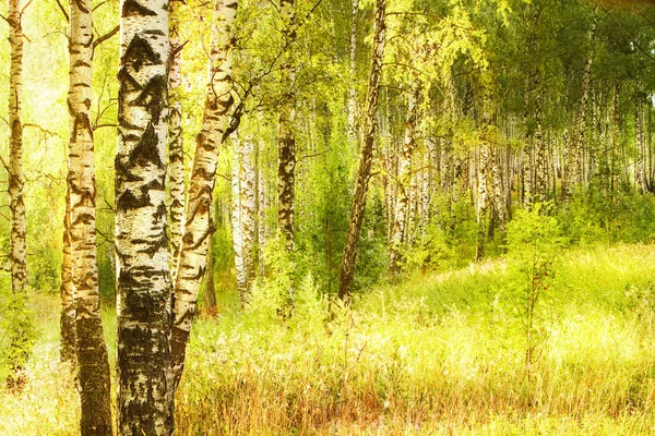 Birkenwald Sonnenlicht Morgen — Stockfoto