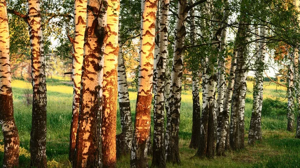 Schöne Ländliche Sommerlandschaft Mit Wald Einer Wiese Panoramablick Wald — Stockfoto