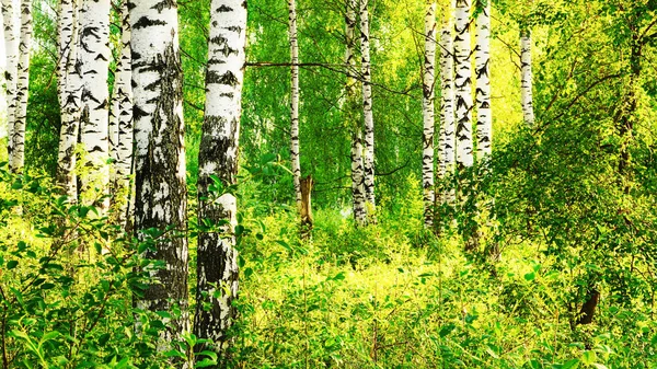 Березовий Ліс Сонячному Світлі Вранці — стокове фото