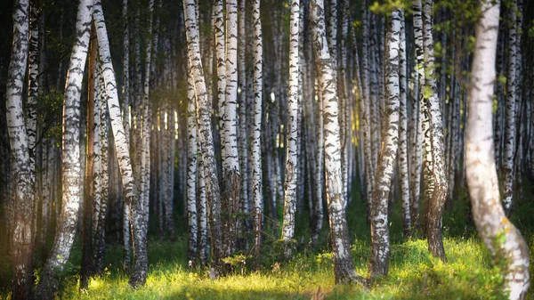 Břízový Les Slunečním Svitu Ráno — Stock fotografie