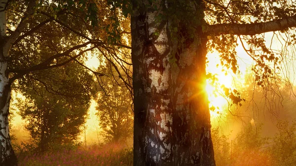 Erős Gyönyörű Köd Erdő Napsugarak Stock Kép