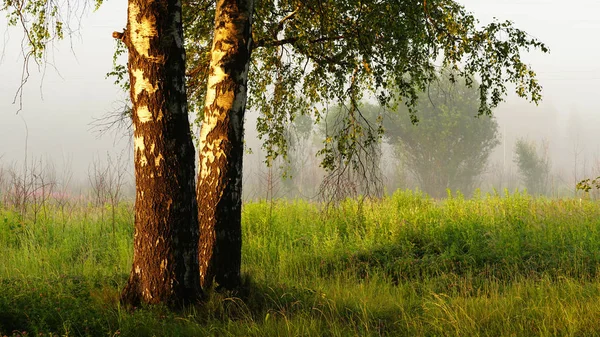 Starker Nebel Und Sonnenstrahlen Wald Stockbild