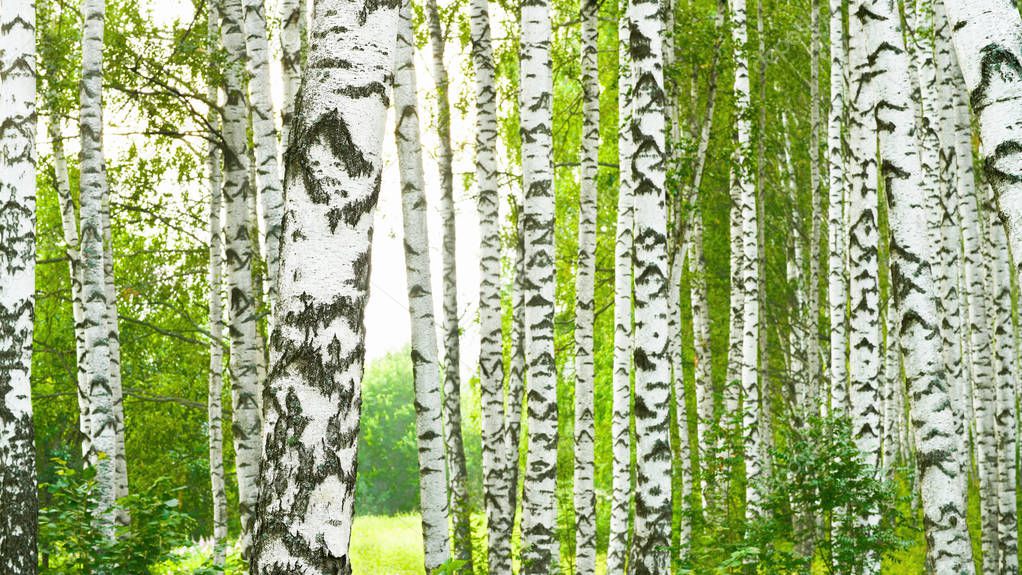   birch forest in sunlight in the morning                                 