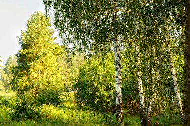   huş ağacı ormanı Sabah güneş ışığında                                