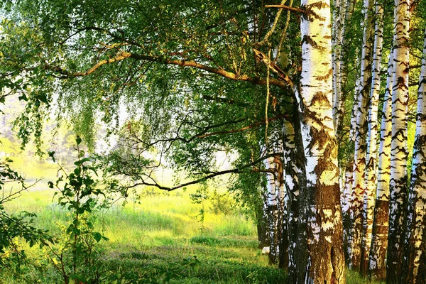 Floresta Bétula Luz Sol Pela Manhã — Fotografia de Stock