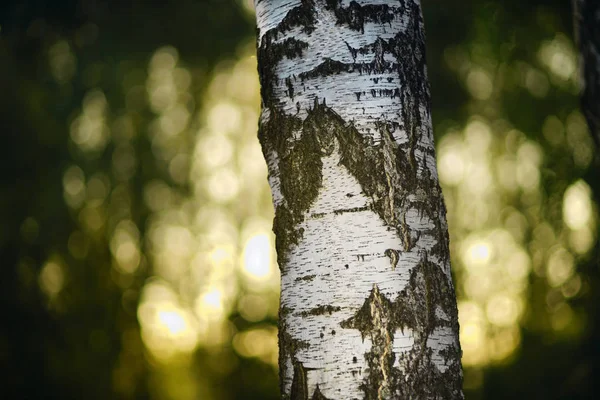 Αφηρημένα Φόντο Σημύδας Ένα Θολή Φόντο Του Δάσους Πρωί — Φωτογραφία Αρχείου