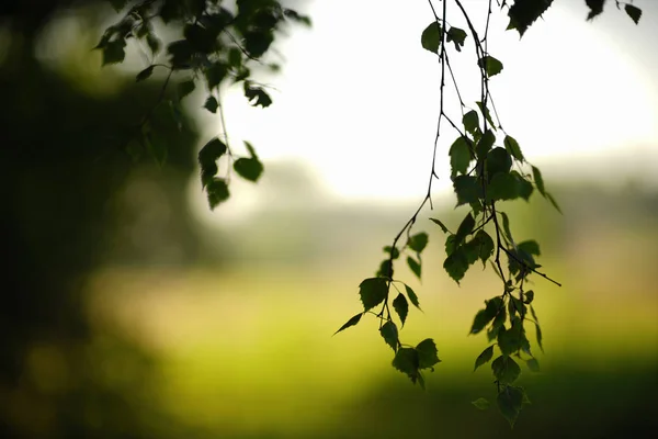 Abstrakt Bakgrund Björk Grenar Suddig Bakgrund Skogen Morgon — Stockfoto