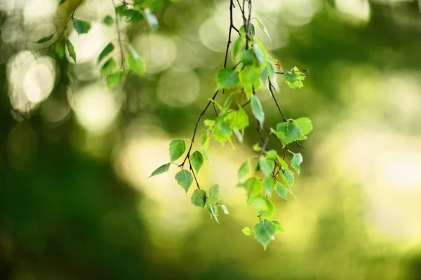 Sfondo Astratto Rami Betulla Uno Sfondo Sfocato Della Foresta Del — Foto Stock